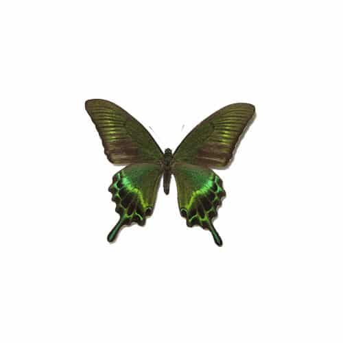 Insect-Img3 Insect-Img3
