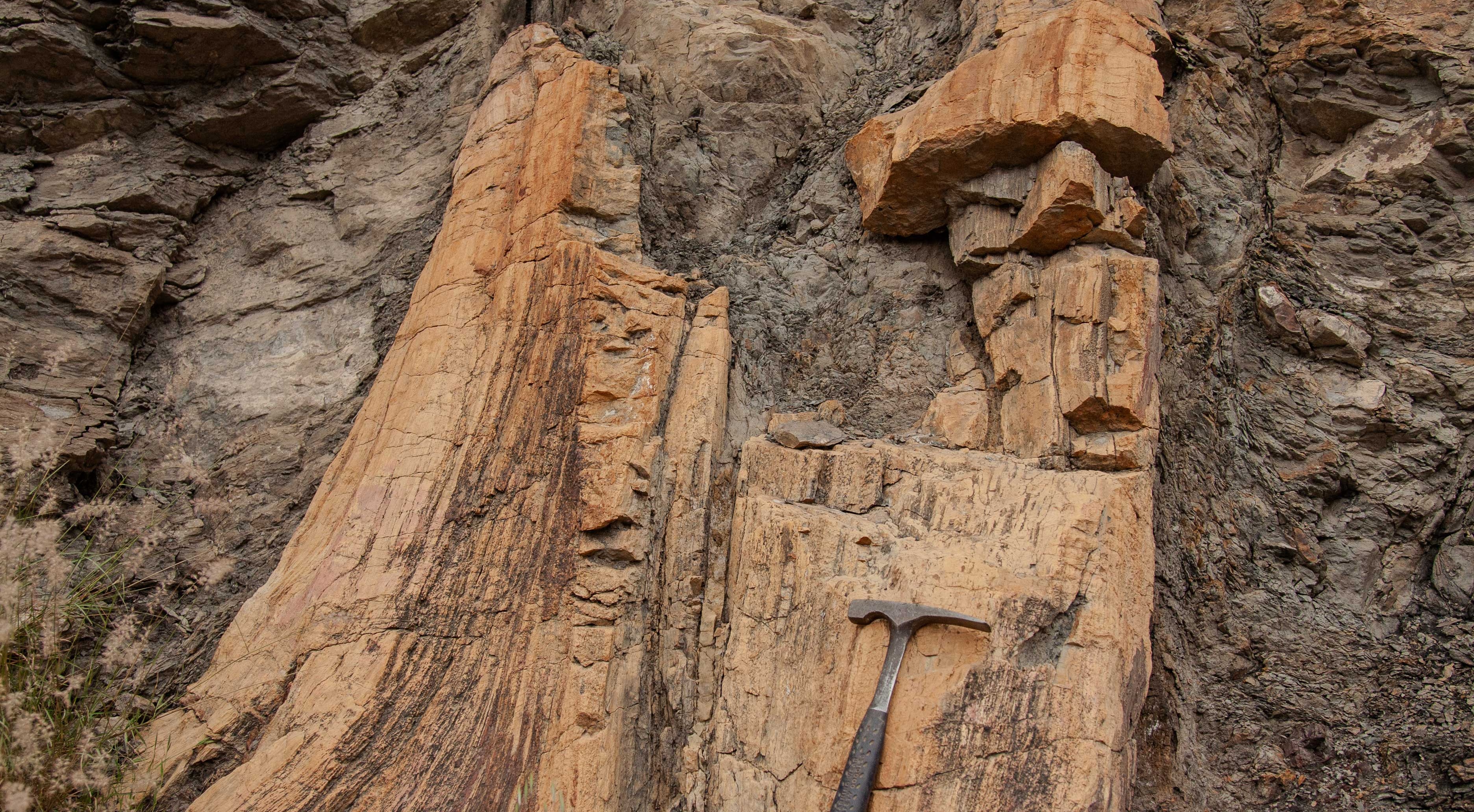 سوزنی برگ فسیل