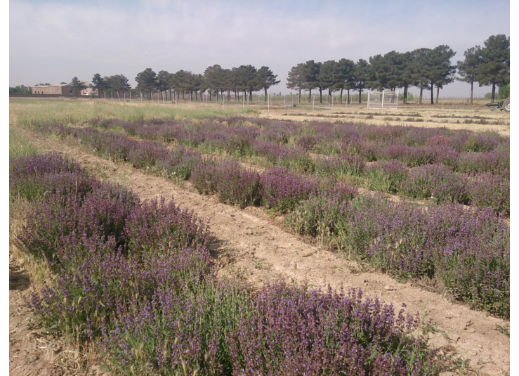 گیاهان دارویی