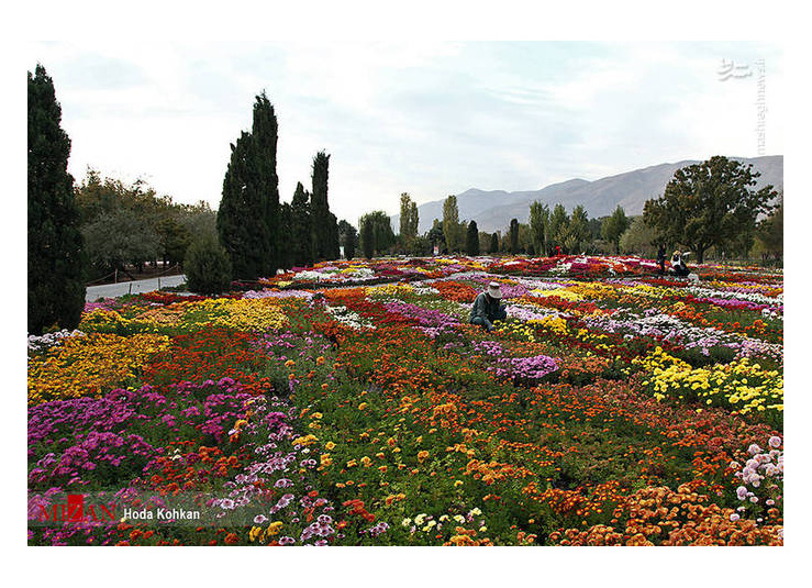 قطعه داوودی