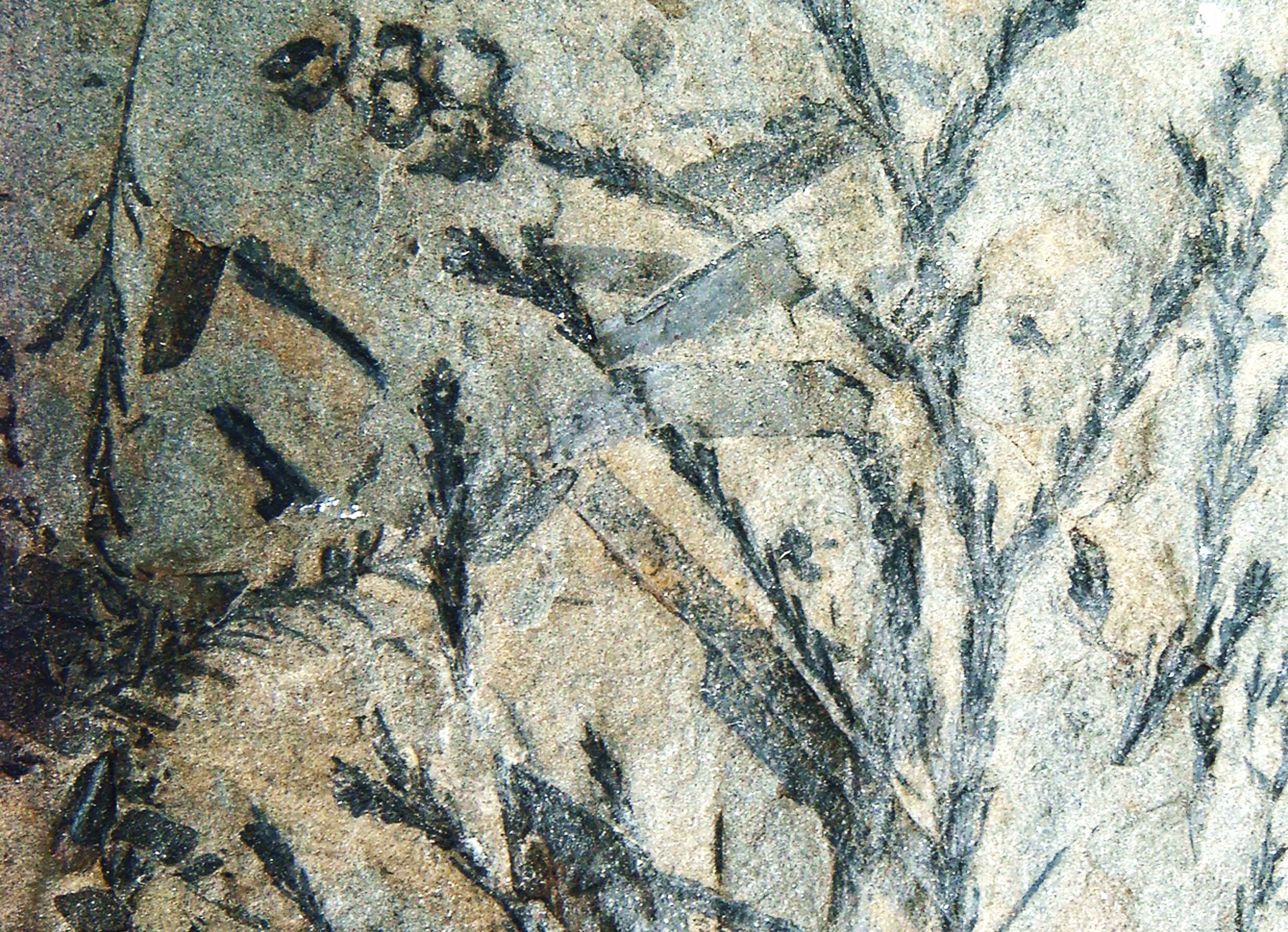 کلکسیون گیاهان فسیل