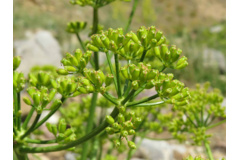 بخش گیاه شناسی