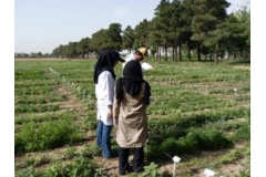 گیاهان کشت شده در مزرعه بانک ژن منابع طبیعی ایران