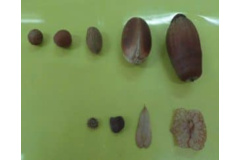 حفاظت از بذر