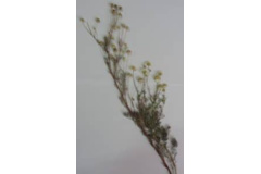 یک نمونه هرباریومی پرس شده(Tripleurospermum sevanense)