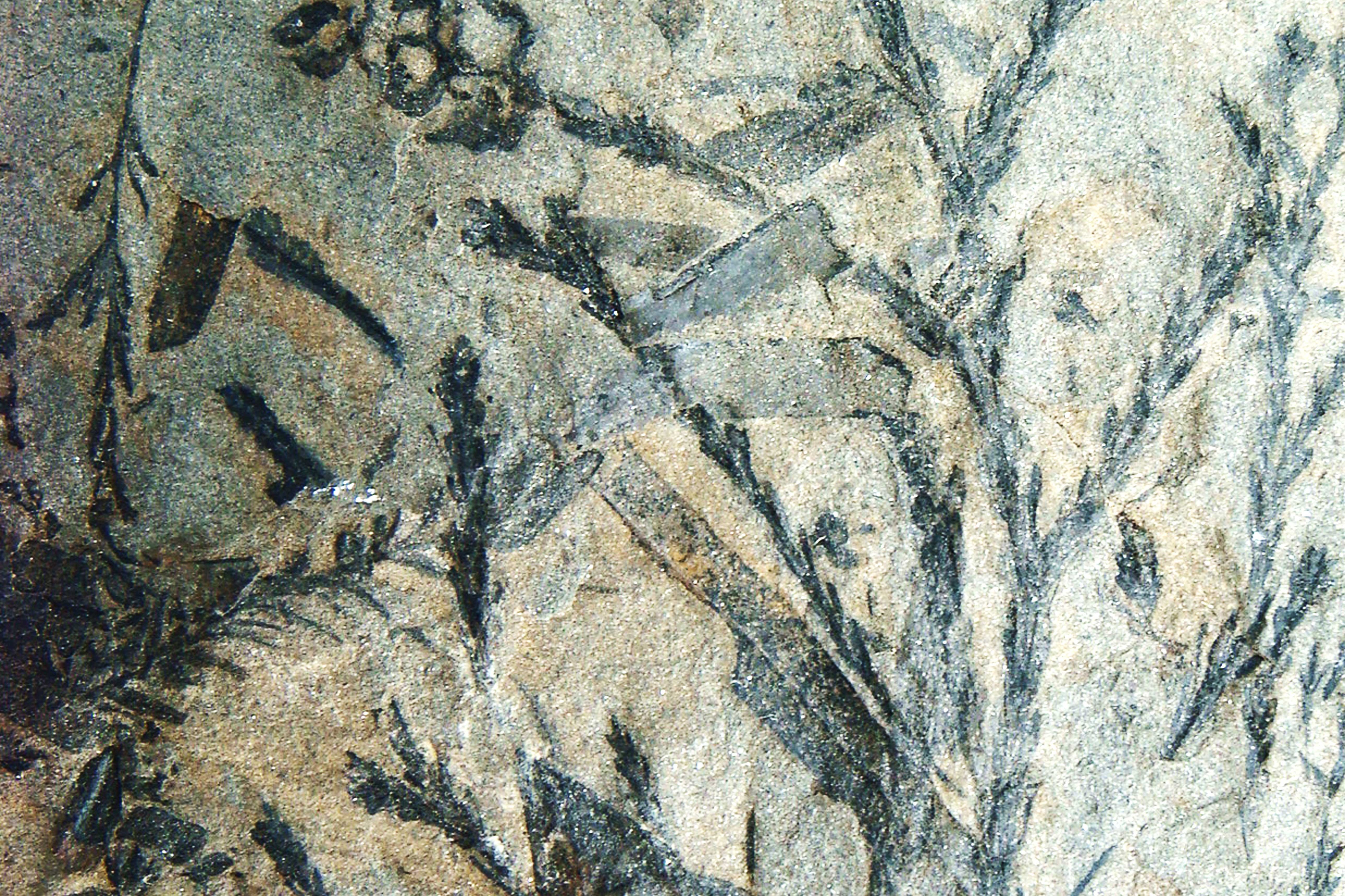 Elatides thomassii