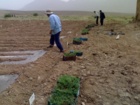 تولید نشای آویشن دنایی همزیست با ریزجانداران خاکزی در سمنان