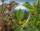 برگزاری دوره تخصصی مهارت‌افزایی پرورش و تکثیر عوامل کنترل بیولوژیک