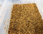 برگزاری دوره تخصصی مهارت‌افزایی پرورش و تکثیر عوامل کنترل بیولوژیک