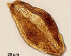 Cycadopites crassimarginis