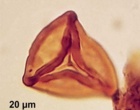 Kyrtomisporites laevigatus