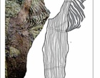 .Neocalamites sp