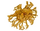 Systematophora penicillata
