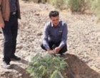 توسعه زراعت چوب اکالیپتوس در عرصه 200 هکتاری شرکت فولاد کویر با آبیاری مبتنی بر پساب