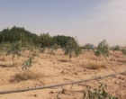 عرصه یادبود دانش‌‌آموزان شهید میناب