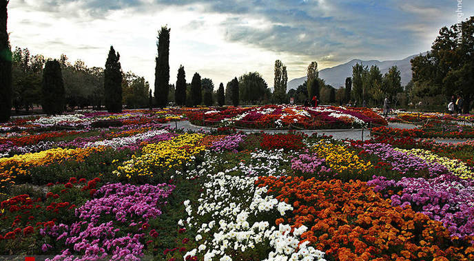 قطعه داوودی - 2