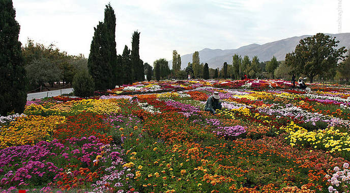 قطعه داوودی - 4