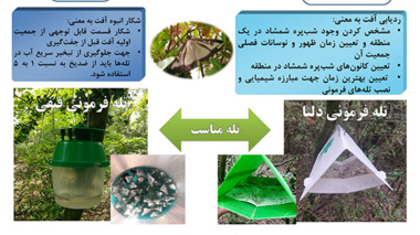 کاربرد تله‌های فرمونی در ردیابی و کنترل شبپره شمشاد