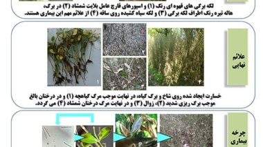 راهنمای شناسایی و کنترل بیماری بلایت شمشاد خزری