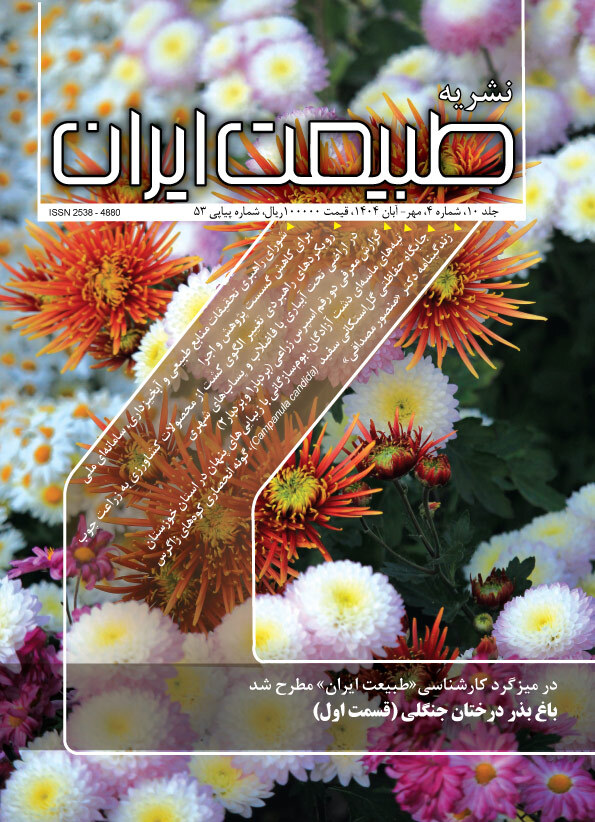 شماره 53