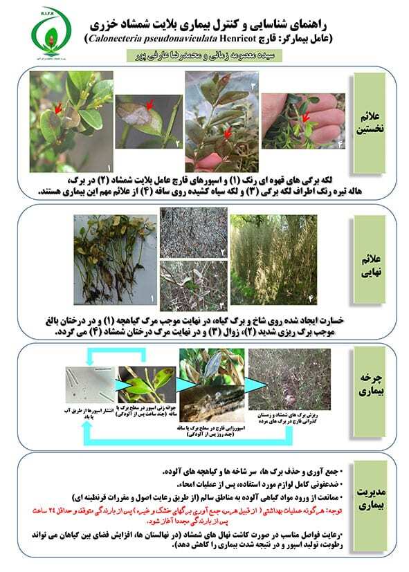 راهنمای شناسایی و کنترل بیماری بلایت شمشاد خزری