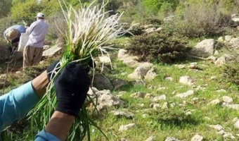 تغییر الگوی برداشت گیاهان مرتعی از مصرف معیشتی به برداشت تجاری/ فشار بر اکوسیستم‌های طبیعی