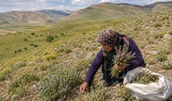 برداشت‌های ناآگاهانه، تهدیدی پنهان برای پوشش گیاهی