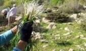 تغییر الگوی برداشت گیاهان مرتعی از مصرف معیشتی به برداشت تجاری/ فشار بر اکوسیستمهای طبیعی