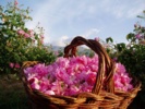 بیش از ۷۰ درصد گل محمدی جهان در ایران تولید میشود/گل محمدی؛ گونهای راهبردی برای ایرانِ کمآب
