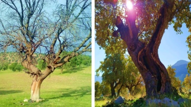 بررسی اهمیت بوم‌شناختی و مدیریتی درختان زیستگاهی در اکوسیستم‌های جنگلی خشک و نیمه‌خشک