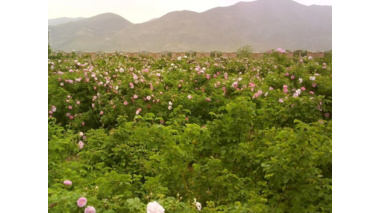 شناسایی 40 ژنوتیپ گل‌محمدی در ایران/ ژنوتیپ‌های گل‌محمدی باید شناسنامه‌دار شوند