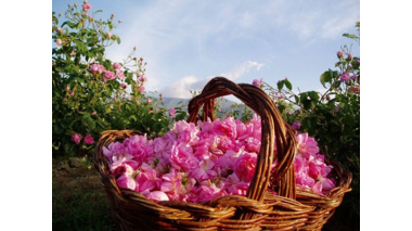 بیش از ۷۰ درصد گل ‌محمدی جهان در ایران تولید می‌شود/گل محمدی؛ گونه‌ای راهبردی برای ایرانِ کم‌آب