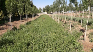 افزایش چشمگیر سودآوری، با کشت تلفیقی صنوبر