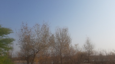 پده‌زارهای حاشیه کرخه؛ اکوسیستم‌های ارزشمند در معرض تهدید