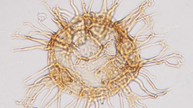 انتخاب تصویر داینوفلاژله ژوراسیک ایران برای جلد مجله Marine Micropaleontology