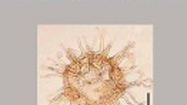 انتخاب تصویر داینوفلاژله ژوراسیک ایران برای جلد مجله Marine Micropaleontology