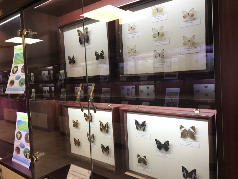 نمایش نمونه‌های جدید پروانه ها در موزه حشرات باغ گیاه‌شناسی ملی ایران