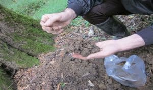  نمونه برداری از خاک ریزوسفری بارانک به منظور جدا کردن قارچ های میکوریزی