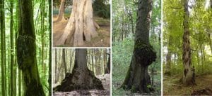 تغییر شکل در اندام‌های درختان 