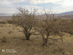 خشکیدگی و مرگ درختان بنه در اثر حمله تشی