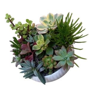 گل طبیعی کاکتوس مدل 02